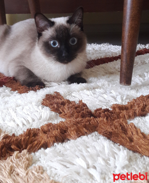Siyam Kedisi, Kedi  Atlas fotoğrafı