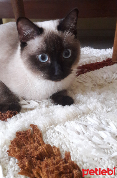 Siyam Kedisi, Kedi  Atlas fotoğrafı
