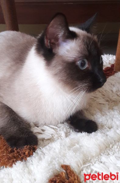 Siyam Kedisi, Kedi  Atlas fotoğrafı