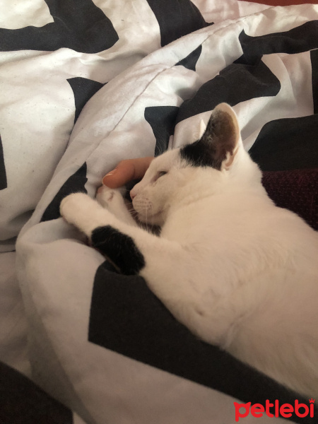 Tekir Kedi, Kedi  Mila fotoğrafı