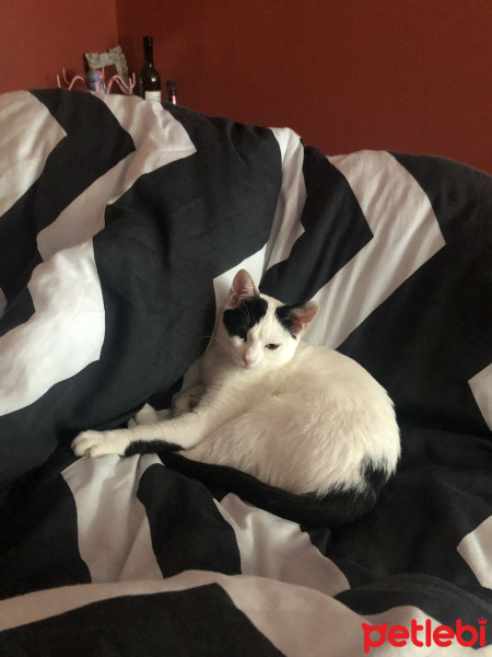 Tekir Kedi, Kedi  Mila fotoğrafı