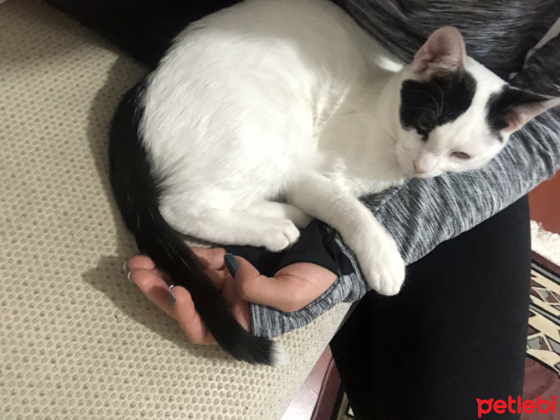Tekir Kedi, Kedi  Mila fotoğrafı