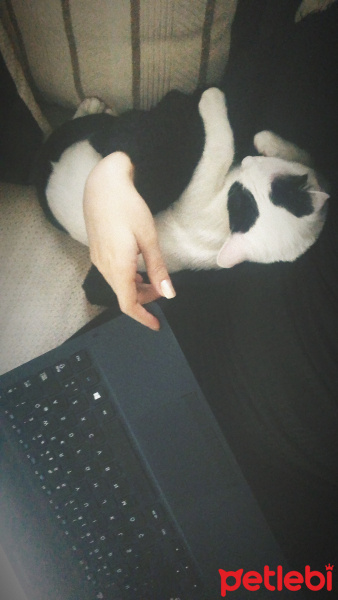 Tekir Kedi, Kedi  Mila fotoğrafı