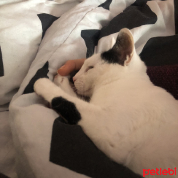 Tekir Kedi, Kedi  Mila fotoğrafı