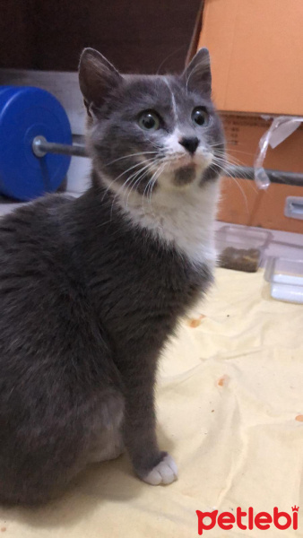 Tekir Kedi, Kedi  No name fotoğrafı
