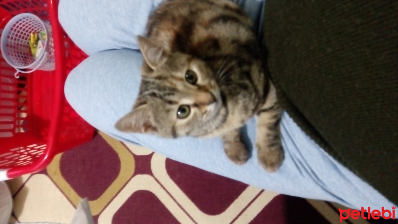 Tekir Kedi, Kedi  Minnoş fotoğrafı