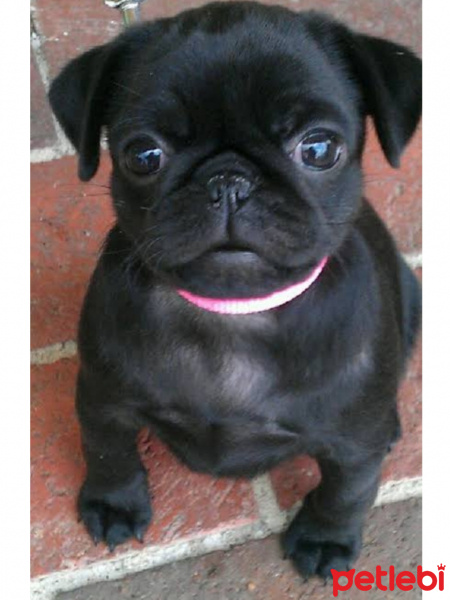 Pug, Köpek  Köfte fotoğrafı