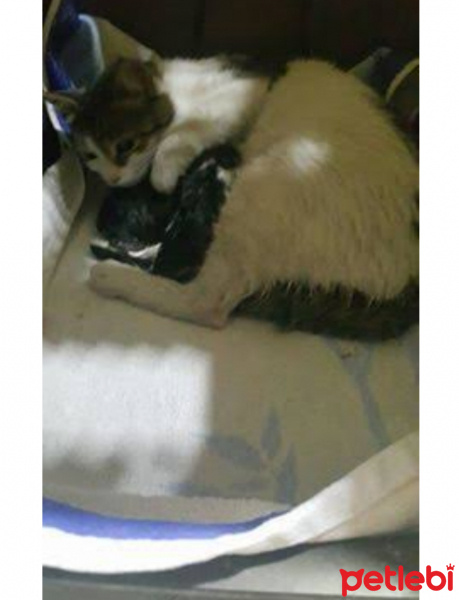 Tekir Kedi, Kedi  Pişi fotoğrafı