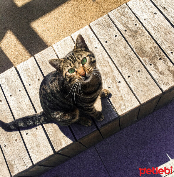 Tekir Kedi, Kedi  Mişa fotoğrafı