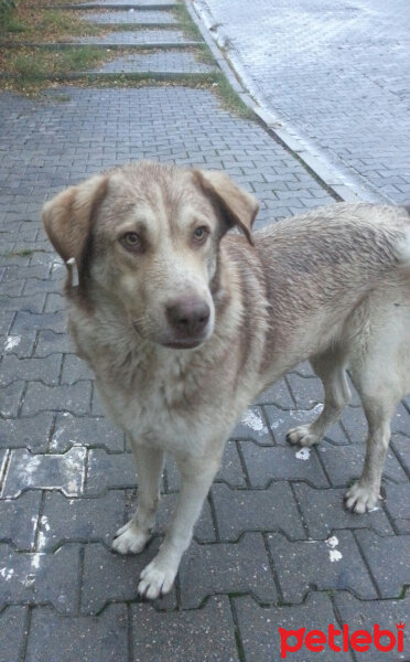 Sokö (Sokak Köpeği), Köpek  Can fotoğrafı