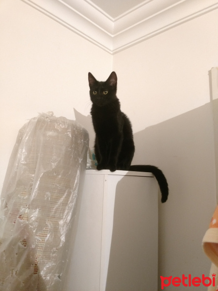 Tekir Kedi, Kedi  Gece fotoğrafı