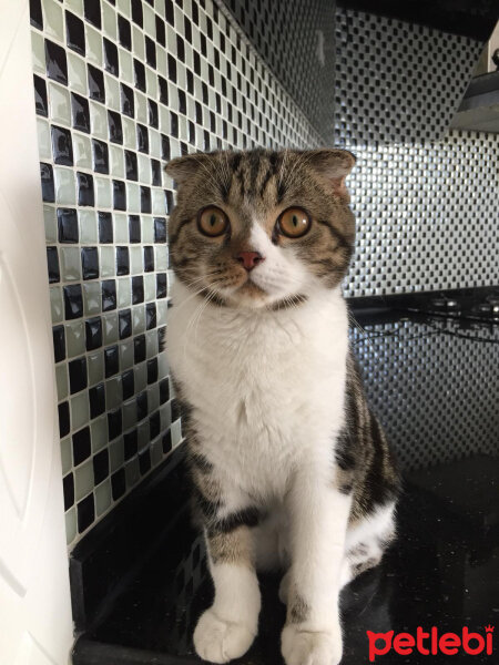 Scottish Fold, Kedi  Uysal fotoğrafı