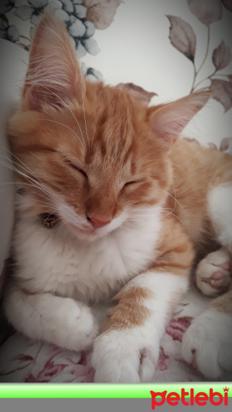 Sarman, Kedi  Mıniş fotoğrafı