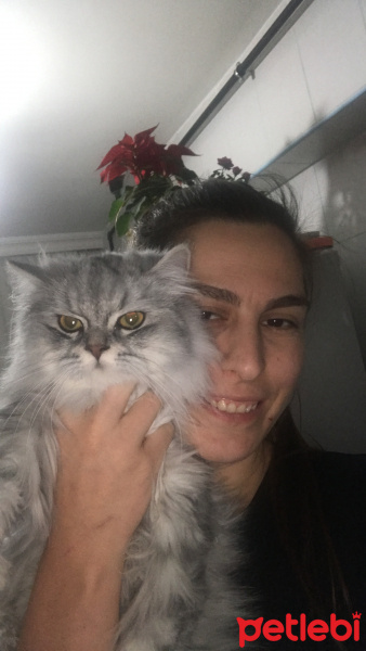 Chinchilla, Kedi  Sofia fotoğrafı