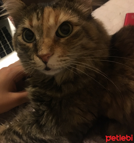 Tekir Kedi, Kedi  Kokoş fotoğrafı