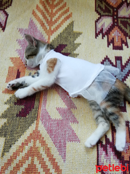 Tekir Kedi, Kedi  Çakıl fotoğrafı