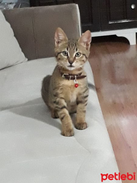 Tekir Kedi, Kedi  Paşa fotoğrafı