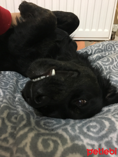 Rottweiler, Köpek  rasha fotoğrafı