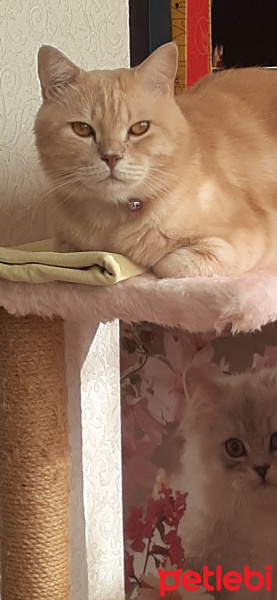 Tekir Kedi, Kedi  Leblebi fotoğrafı