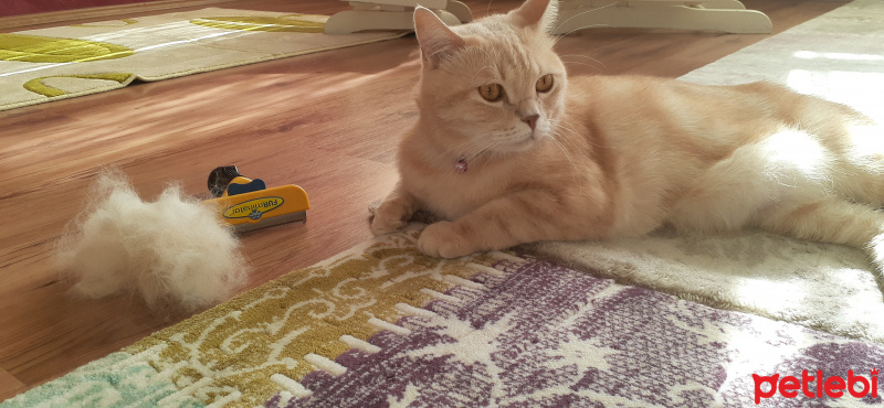 Tekir Kedi, Kedi  Leblebi fotoğrafı