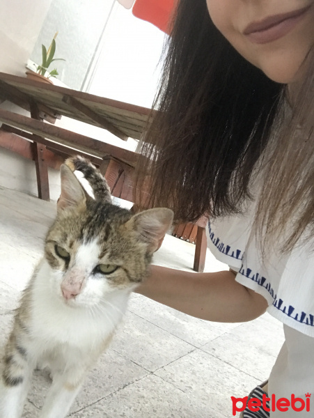 Tekir Kedi, Kedi  puti fotoğrafı