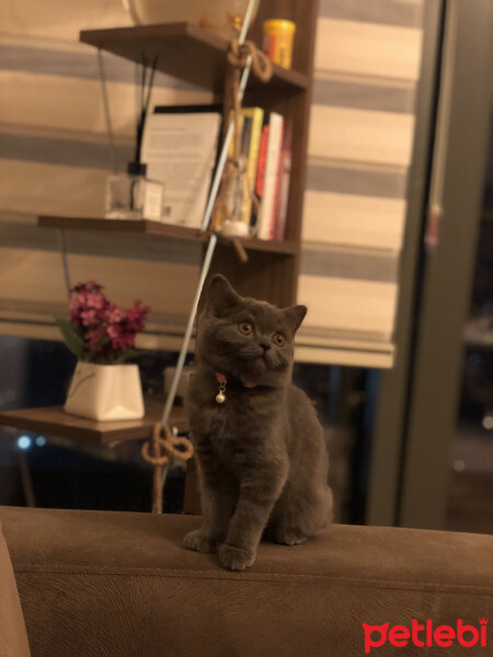 British Shorthair, Kedi  Lila fotoğrafı