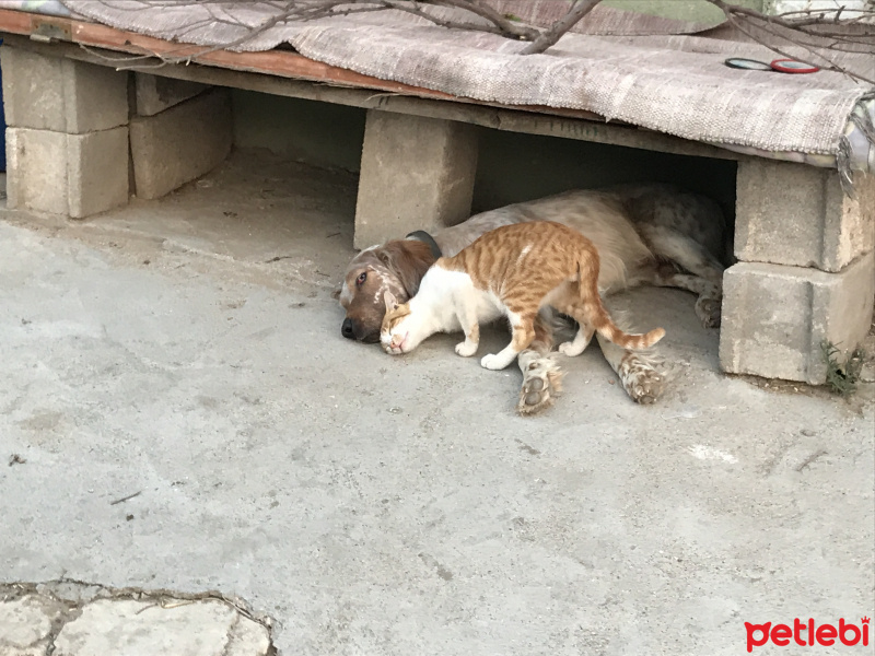 Tekir Kedi, Kedi  portakal fotoğrafı
