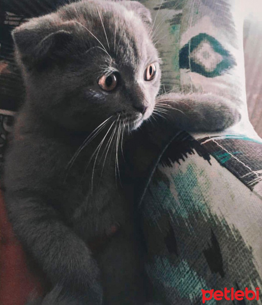 British Shorthair, Kedi  Boncuk fotoğrafı