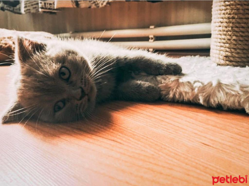 British Shorthair, Kedi  Boncuk fotoğrafı