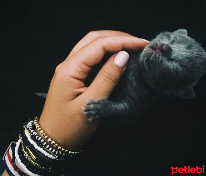 British Shorthair, Kedi  Boncuk fotoğrafı