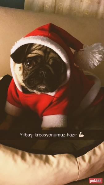 Pug, Köpek  Pati fotoğrafı