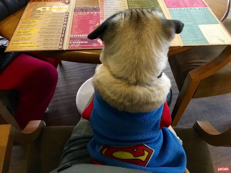 Pug, Köpek  Pati fotoğrafı