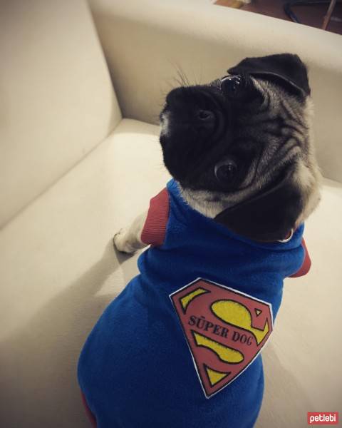 Pug, Köpek  Pati fotoğrafı