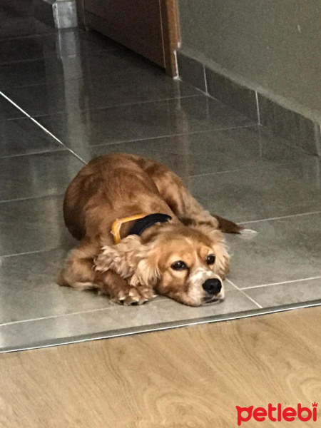 İngiliz Cocker Spaniel, Köpek  Karamel fotoğrafı