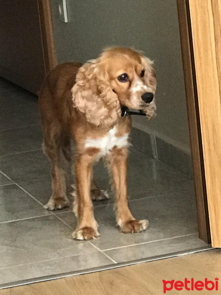 İngiliz Cocker Spaniel, Köpek  Karamel fotoğrafı