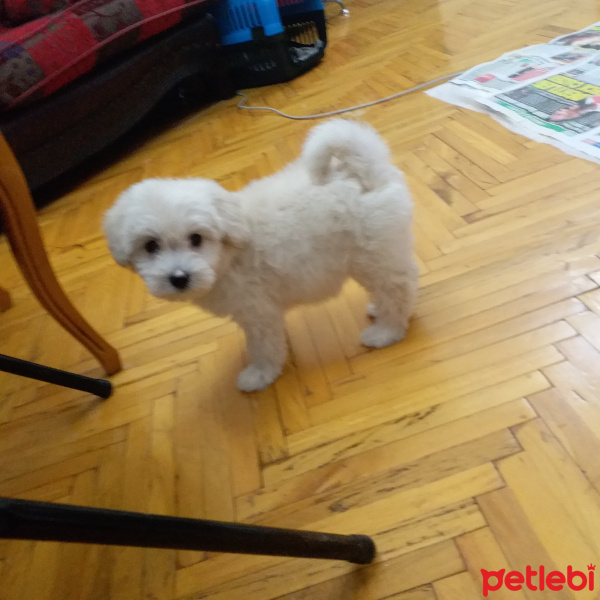 Maltese, Köpek  REX fotoğrafı