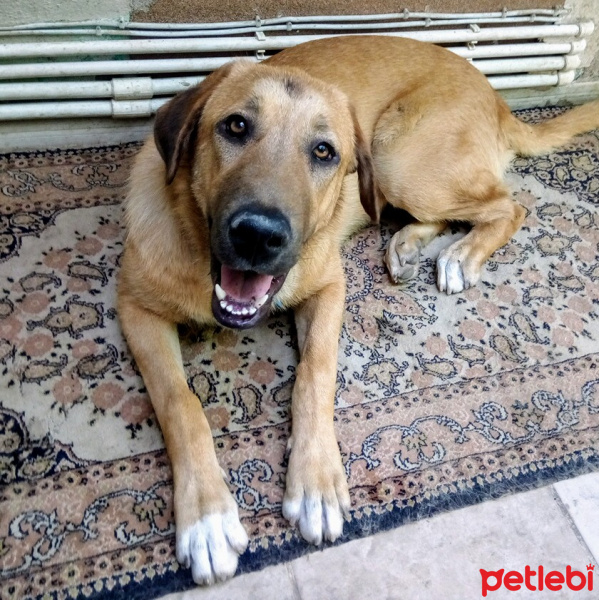 Kangal, Köpek  Leydi fotoğrafı