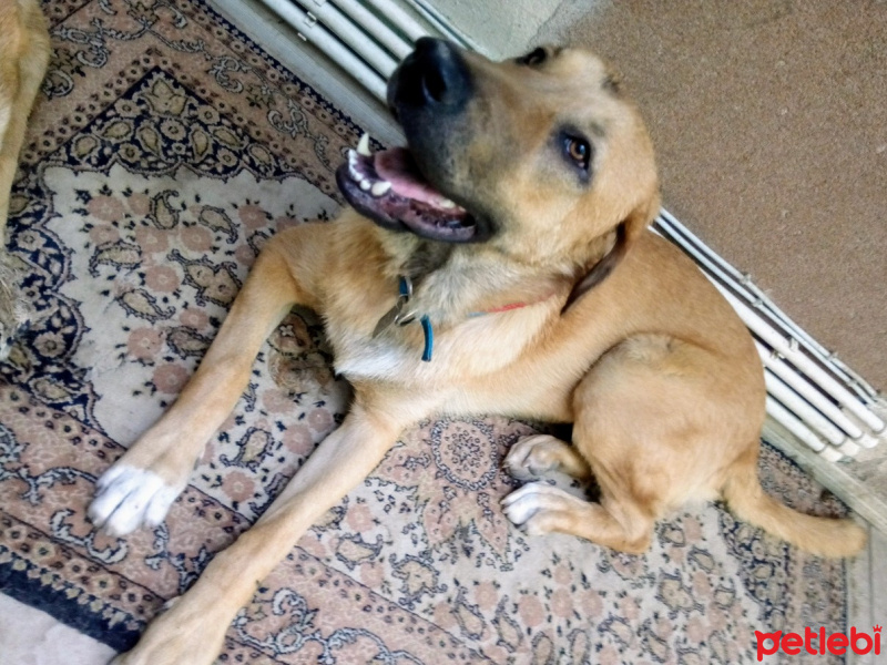 Kangal, Köpek  Leydi fotoğrafı