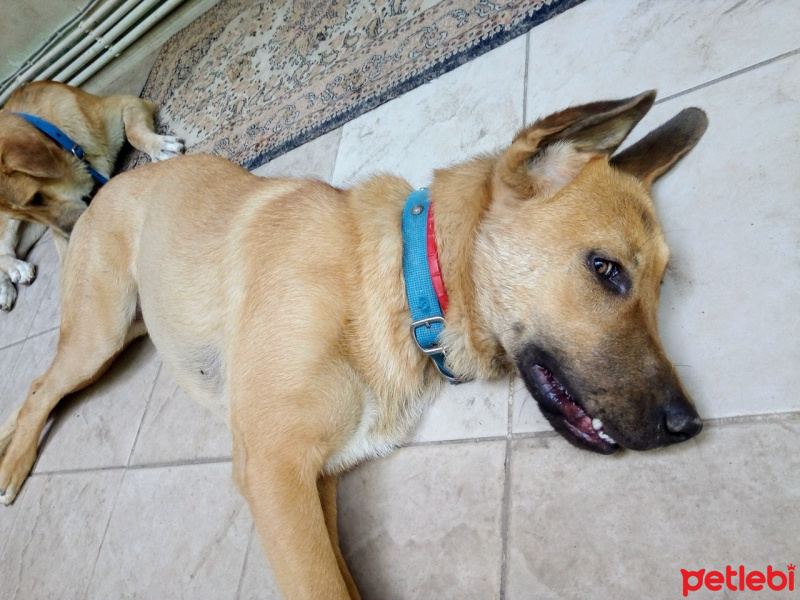 Kangal, Köpek  Leydi fotoğrafı