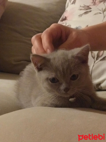 British Shorthair, Kedi  minik fotoğrafı
