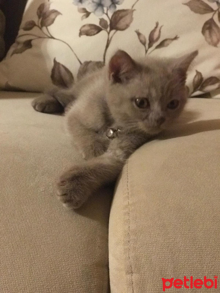 British Shorthair, Kedi  minik fotoğrafı