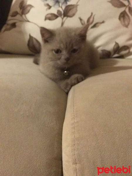 British Shorthair, Kedi  minik fotoğrafı