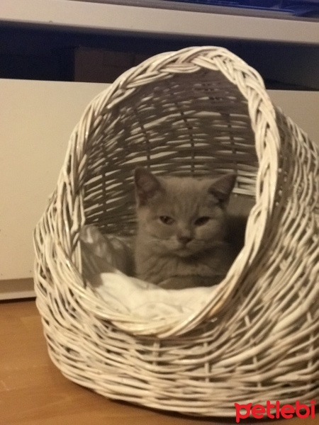 British Shorthair, Kedi  minik fotoğrafı