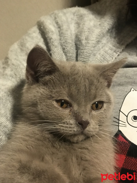 British Shorthair, Kedi  minik fotoğrafı