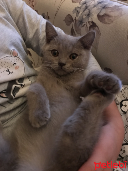 British Shorthair, Kedi  minik fotoğrafı
