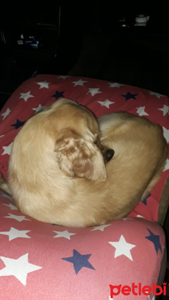 İngiliz Cocker Spaniel, Köpek  UmudaYolculuk fotoğrafı