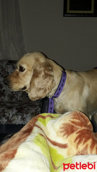 İngiliz Cocker Spaniel, Köpek  UmudaYolculuk fotoğrafı