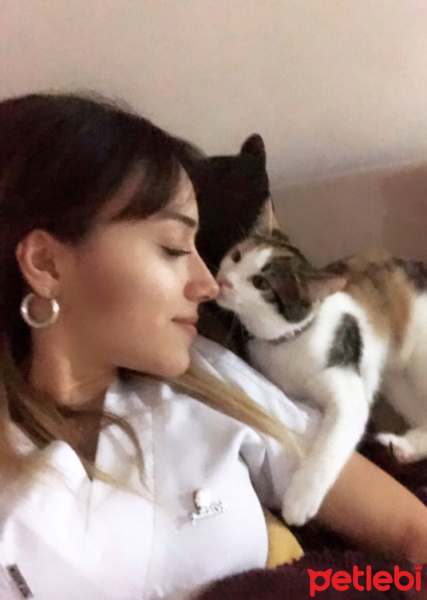 Tekir Kedi, Kedi  Prenses fotoğrafı