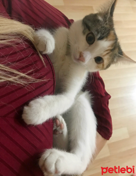 Tekir Kedi, Kedi  Prenses fotoğrafı