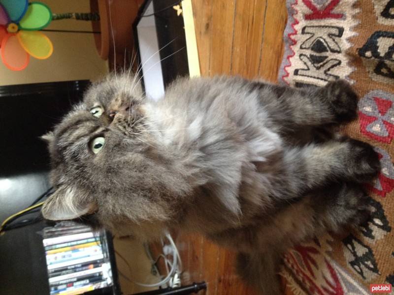 İran Kedisi (Persian), Kedi  miço fotoğrafı